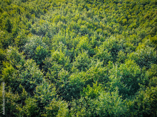 Aerial photo of a forest with green trees