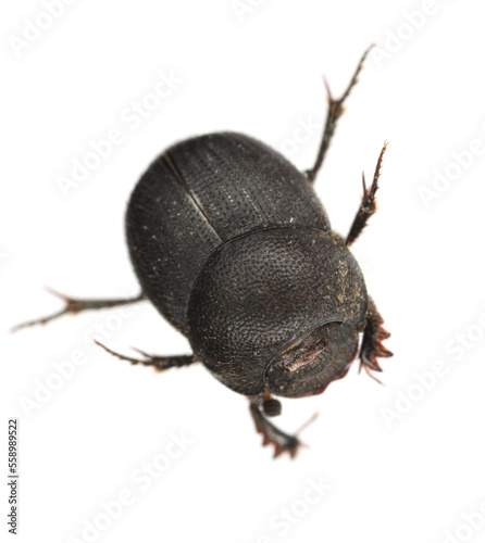 Dung beetle isolated on a white background.