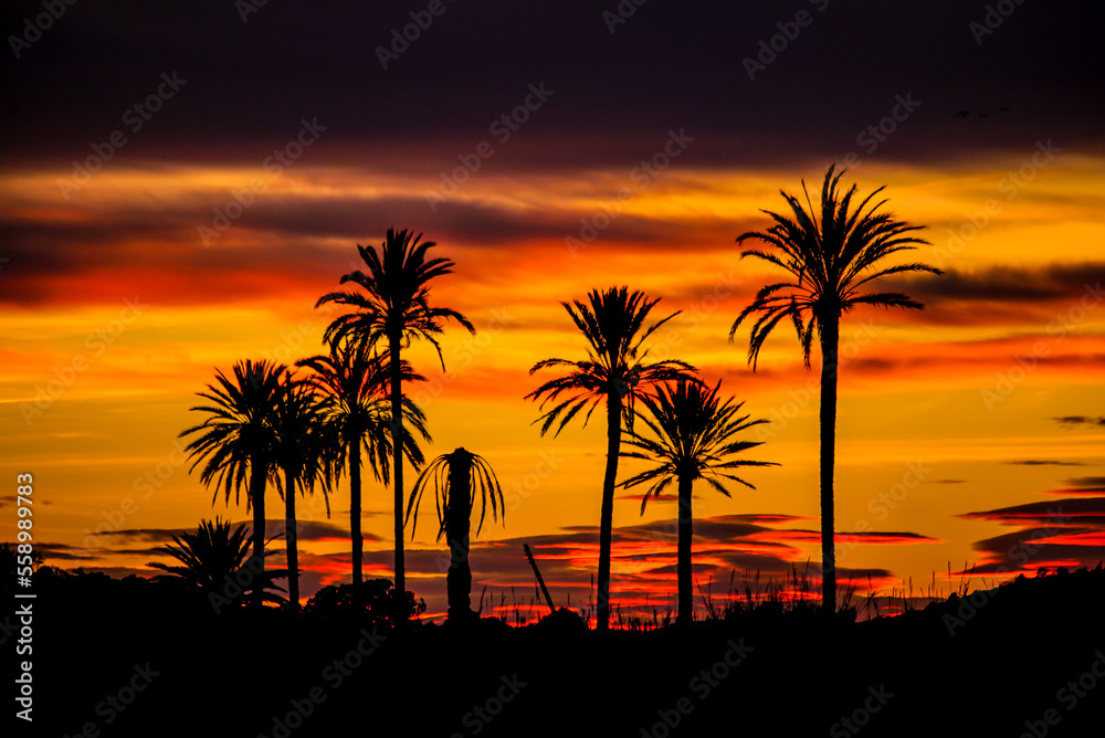 palm trees at sunset in Ibiza