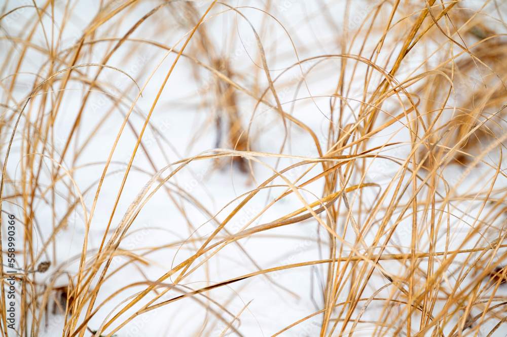 Obraz premium Dune grasses growing in winter