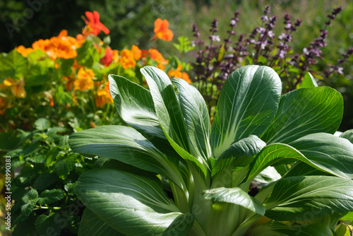 Pak choi and flowers in garden