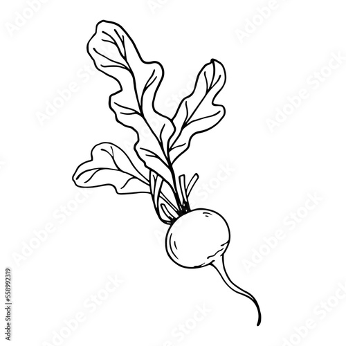 Botanical sketch of summer radish vegetables with leaves. Vector graphics.	