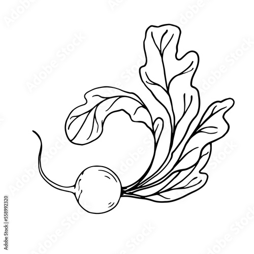 Botanical sketch of summer radish vegetables with leaves. Vector graphics.	