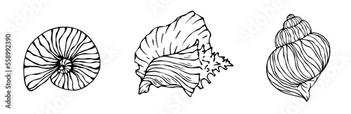 Seashells sketch set. Vector graphics. 