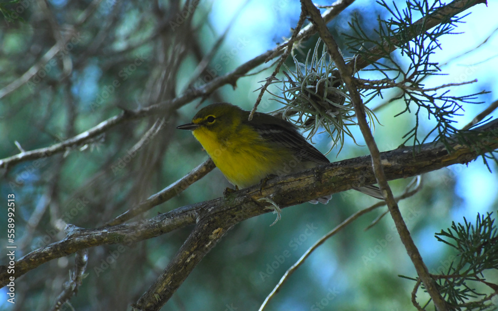 Obraz premium Pine Warbler sitting on a branch