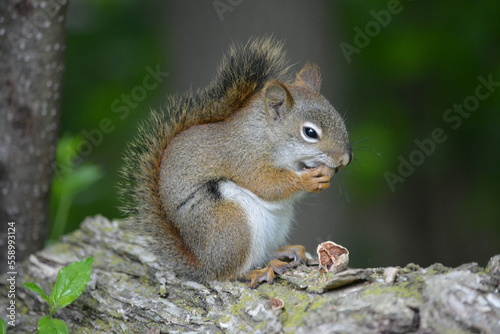 squirrel in forest © tacse7