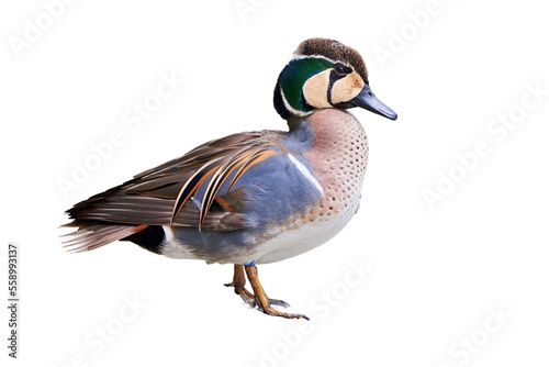 Papier peint Baikal Teal isolated on white background (Sibirionetta formosa), Bimaculate duck