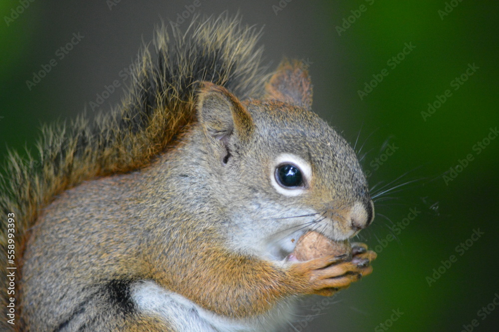 squirrel in forest squirrel in forest
