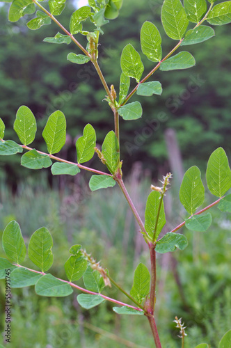 Astragalus (Astragalus glycyphyllos) grows in nature photo