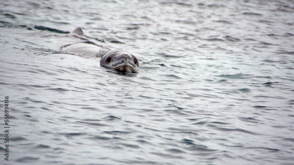 Fototapeta premium Leopard seal (Hydrurga leptonyx) swimming in the Southern Ocean at Kinnes Cove, Joinville Island, Antarctica