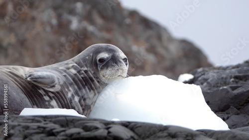 Close up of a crabeater seal (Lobodon carcinophaga) lying on a rock, in the snow, at Kinnes Cove, Joinville Island, Antarctica photo