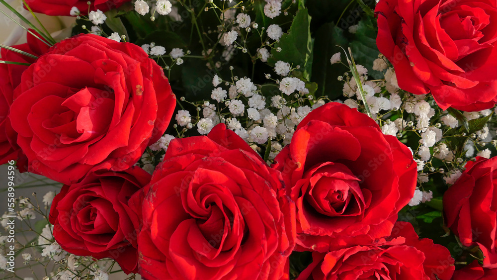 Obraz premium Red roses. beautiful rose flower in the garden. rose flower background. rose flower texture. Roses red bouquet..