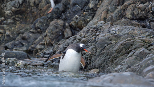 Gentoo penguin (Pygoscelis papua) entering the water at Kinnes Cove, Joinville Island, Antarctica photo