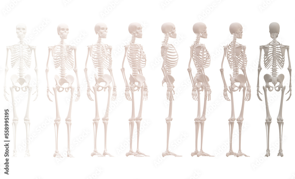 skull, human skeleton skull, human skeleton