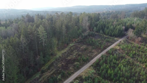 Wallpaper Mural Forest dieback and reforestation necessary due to climate change in Bavaria Torontodigital.ca