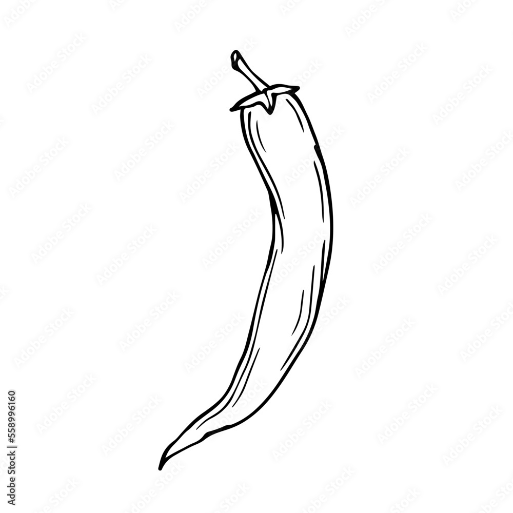 Chili pepper linear sketch.Vector graphics. Chili pepper linear sketch.Vector graphics.