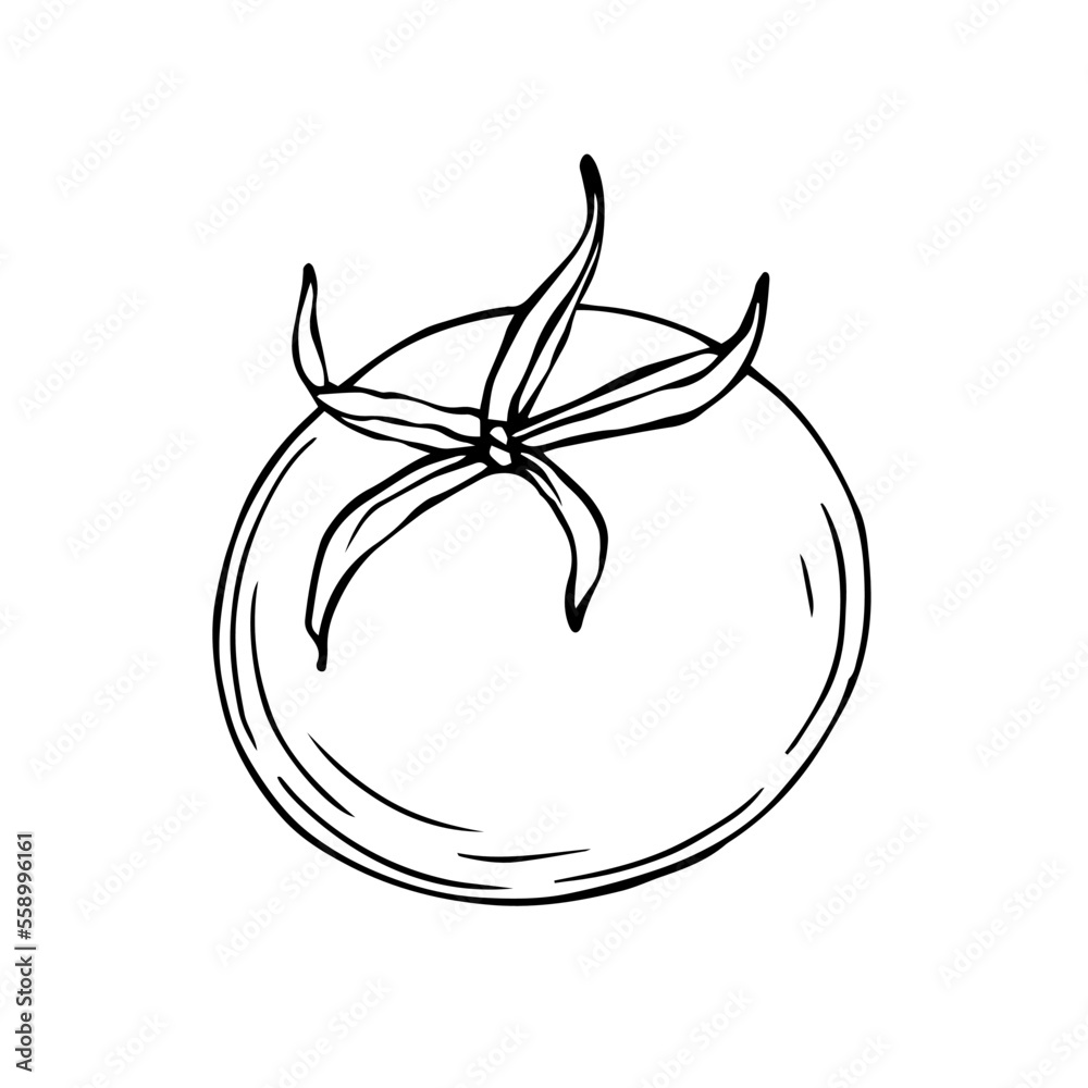 Linear sketch of tomato vegetable.Vector graphics. Linear sketch of tomato vegetable.Vector graphics.