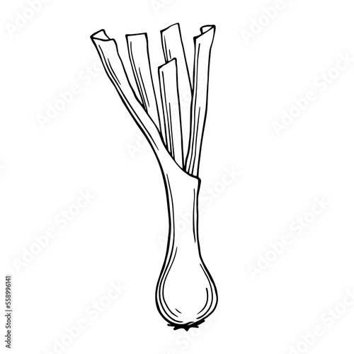 Linear sketch of a leek.Vector graphics.