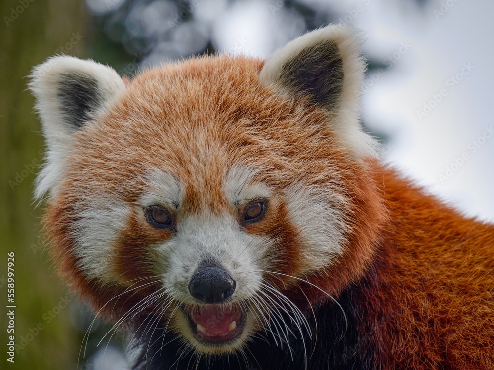 cute red panda in Zoo Olomouc (Czech Republic) cute red panda in Zoo Olomouc (Czech Republic)