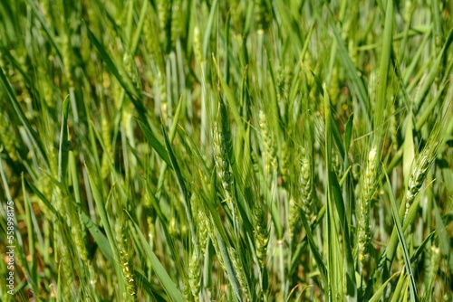 green wheat field and sunny day