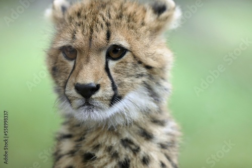 Cheetah baby in the savanna. Close-up. Namibia. Africa. An excellent illustration.