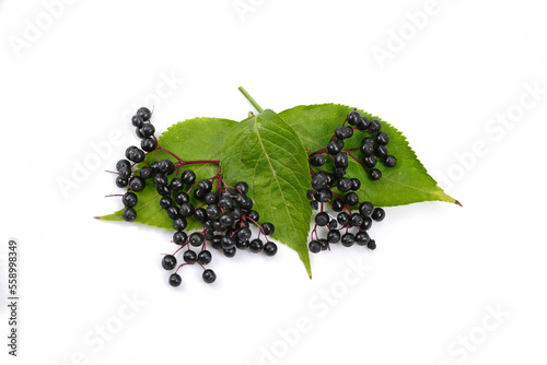 Elderberry or Elder (Sambucus) with Leaves. Isolated on White.