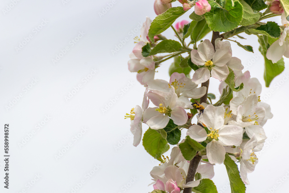 apple orchard with blooming apple trees. Apple garden in sunny spring day. Countryside at spring season. Spring apple garden blossom background