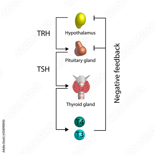 Feedback loop controlling thyroid hormone secretion into the blood. Thyroid gland, T3 and T4. hypothalamus, TRH and pituitary gland, TSH. Scientific diagram. Vector illustration. photo