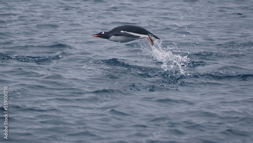 Gentoo penguin (Pygoscelis papua) jumping out of the water while swimming, at Kinnes Cove, Joinville Island, Antarctica