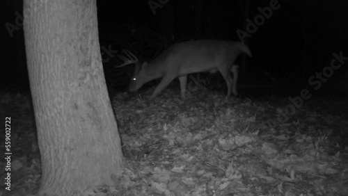 whitetail deer buck in forest at night