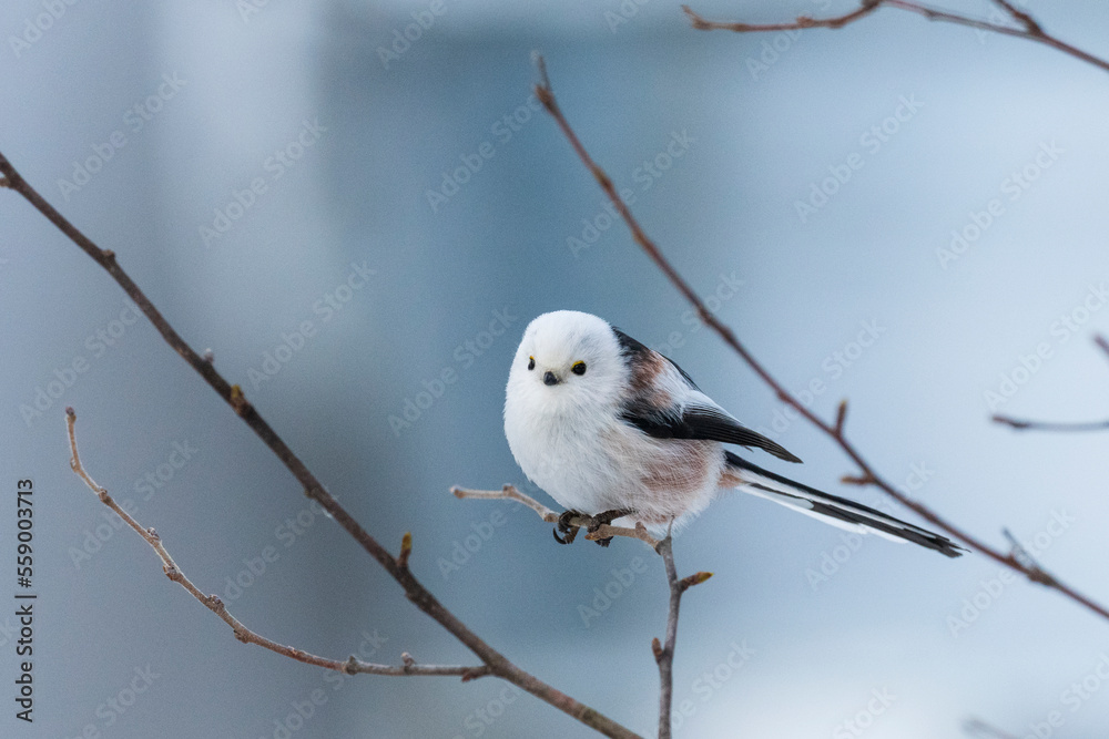 Long-tailed tit (Aegithalos caudatus) Long-tailed tit (Aegithalos caudatus)