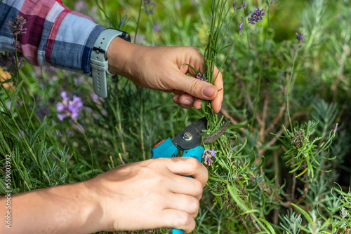 Young girl cuts lavender with secateurs. Gardening concept - young woman with pruner cutting and picking lavender flowers at summer garden © Smole