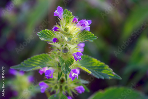 The wild plant BallotaNigra grows in nature.