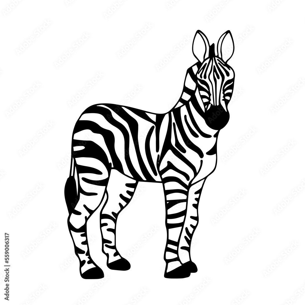 Obraz premium Linear sketch of a wild animal of the African savanna, the zebra. Vector graphics.