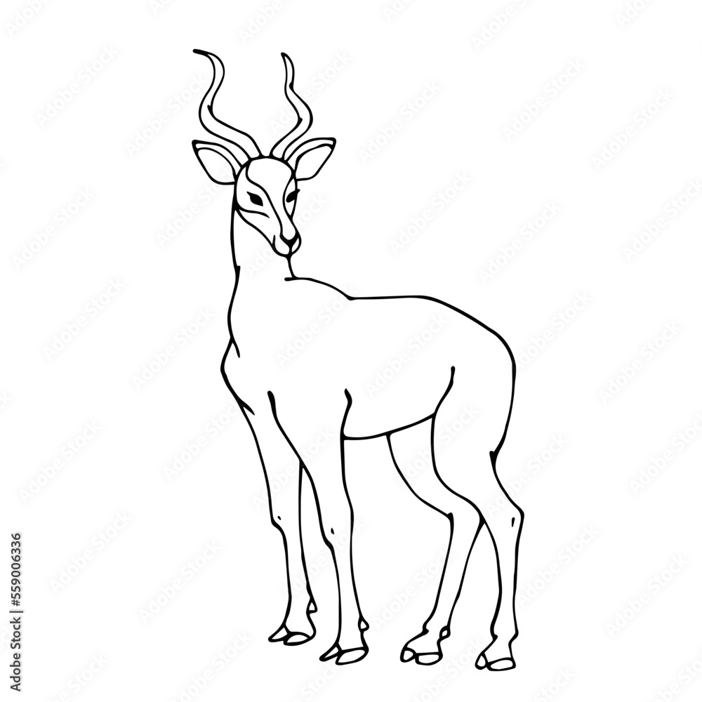 Linear sketch of a wild animal of the African savannah, gazelle. Vector graphics.