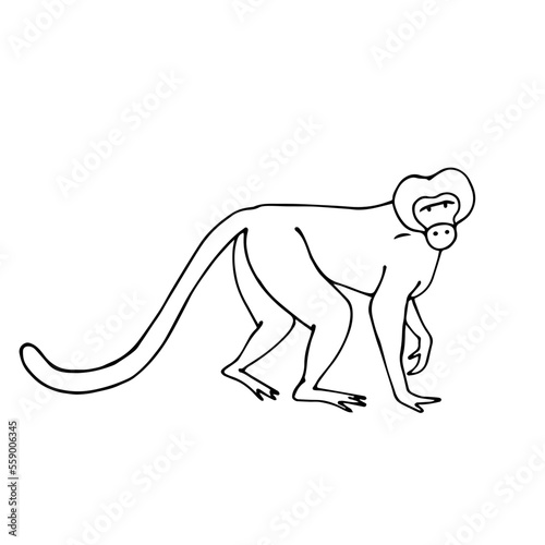 Linear sketch of a wild animal of the African savannah, monkey. Vector graphics.