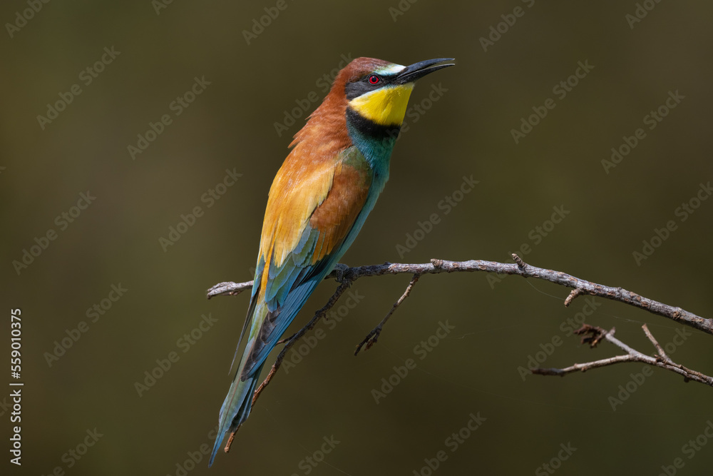 Insect-hunting Bee-eater sitting on a branch waiting for its prey. Insect-hunting Bee-eater sitting on a branch waiting for its prey.