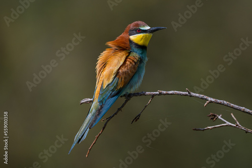 Insect-hunting Bee-eater sitting on a branch waiting for its prey.