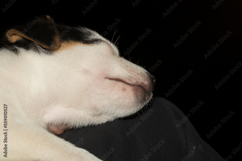 Jack Russell Terrier. The serene sleep of a little puppy on an ottoman.