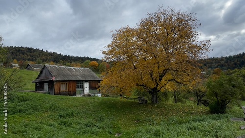 Old wooden houses in the forest in autumn, Carpathian Ukraine