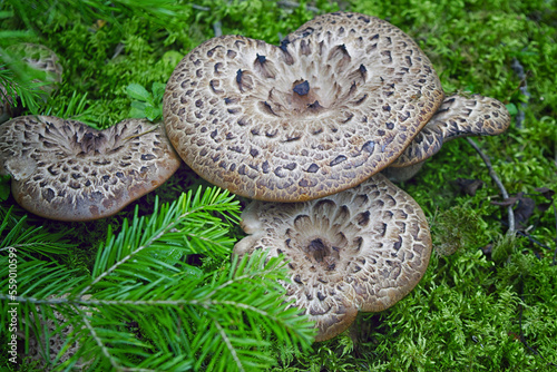 Sarcodon imbricatus, known as the shingled hedgehog, scaly hedgehog or Scaly Tooth.