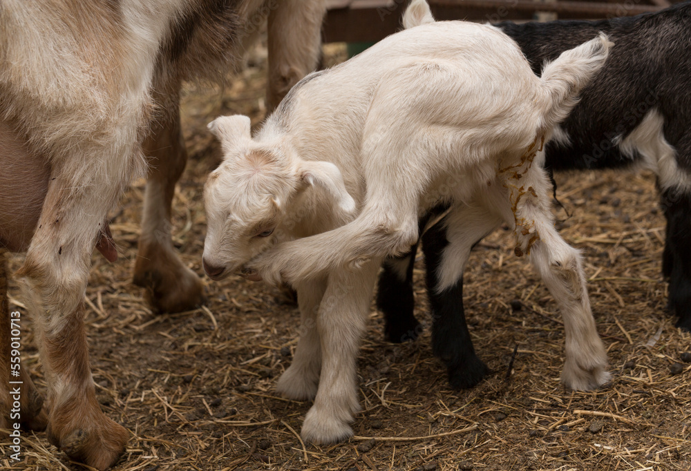 Alpine Goat Dairy Animal. Motherhood, the relationship between a mother and a newborn baby goat. Alpine Goat Dairy Animal. Motherhood, the relationship between a mother and a newborn baby goat.