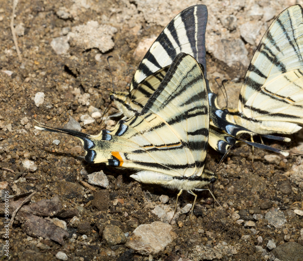 Fototapeta premium Scarce swallowtail (Iphiclides podalirius) is a butterfly belonging to the family Papilionidae. A flock of insects drink water from the mud.