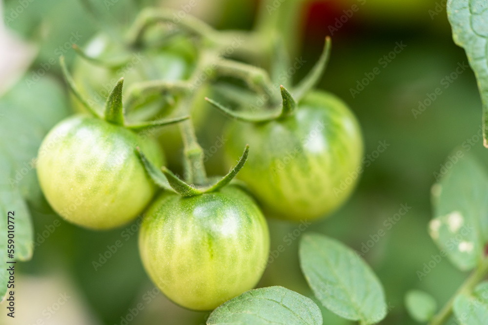 Tomato plant Tomato plant