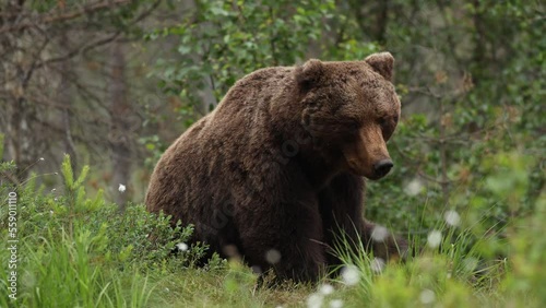 Wallpaper Mural wild brown bear and mosquitoes in finland on a swamp sleeping and enjoying life in nature for bbc national geography scratching itself and moving around karhu Torontodigital.ca