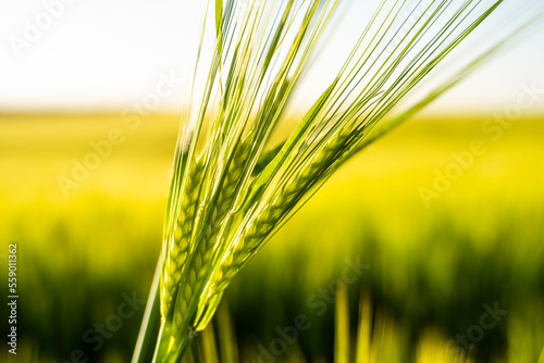 Foto Close up green barley ears with a agricultural field on background under sunlight in summer