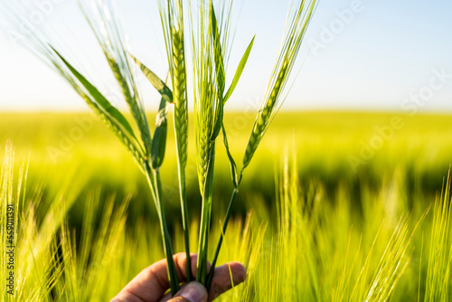 Close up farmer's hand holds ears of barley on field under sun, inspecting his harvest. Farmer man walks through agricultural field, touching green ears of barley. Agriculture. photo