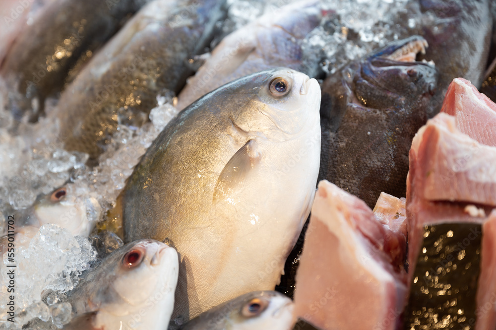 fish, market, fish market, seafood, seafood market, meat, food, fresh