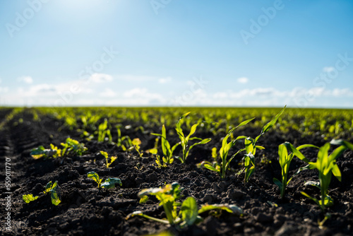 Maize seedling in agricultural field with blue sky. Growing of young green corn seedling.