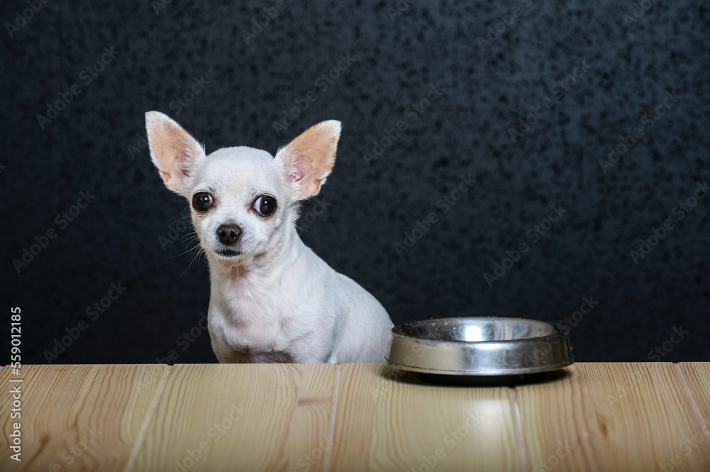 A small white dog Chihuahua sits at a wooden table made of light textured wood and looks straight thoughtfully. Nearby on the table is an iron empty bowl for food. Dark background, studio.